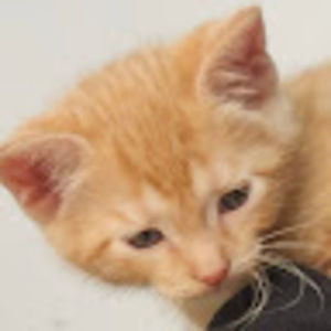 Meet your Posher, Noah